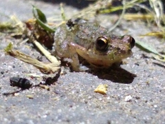 Eleutherodactylus planirostris