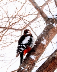 Dendrocopos major japonicus