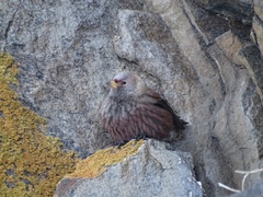 Leucosticte arctoa