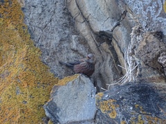 Leucosticte arctoa
