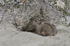 Ungava Collared Lemming photo 1