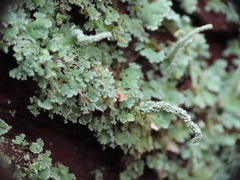 Cladonia