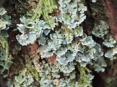 Cladonia