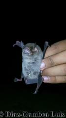 Pteronotus mesoamericanus