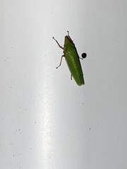 Draeculacephala producta