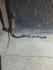 Leptodeira nigrofasciata