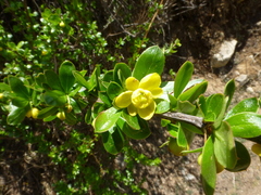 Berberis angulosa