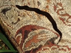 Platydemus manokwari