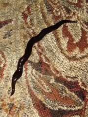 Platydemus manokwari