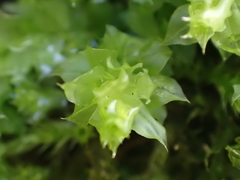 Plagiomnium venustum