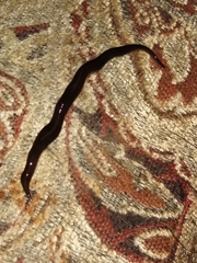 Platydemus manokwari