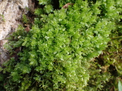 Plagiomnium venustum