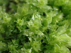 Plagiomnium venustum