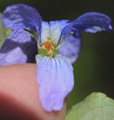 Viola sacchalinensis