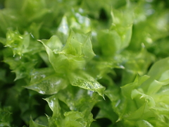 Plagiomnium venustum