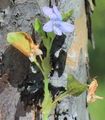 Viola sacchalinensis