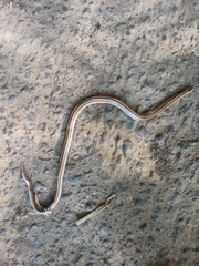 Oligodon octolineatus