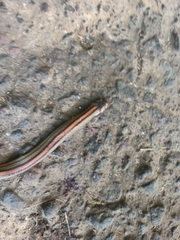 Oligodon octolineatus