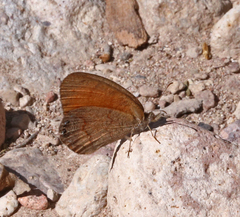 Cyllopsis pertepida