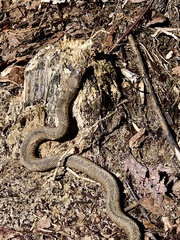 Nerodia sipedon