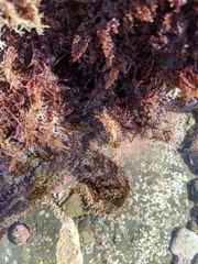 Astrometis sertulifera