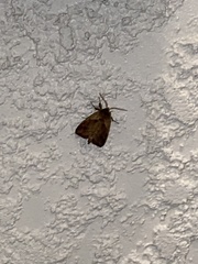 Bellura densa