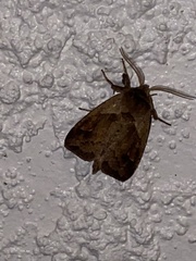 Bellura densa