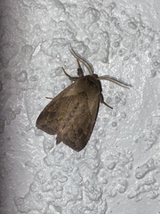 Bellura densa