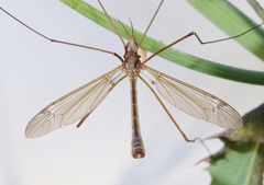 Tipula planicornis