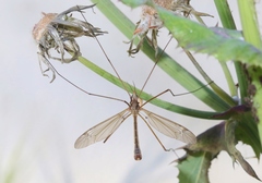 Tipula planicornis