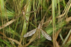 Tipula planicornis