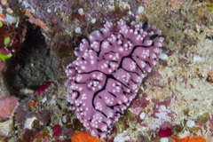 Phyllidiopsis krempfi