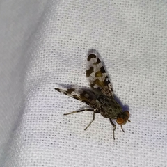 Pseudotephritis approximata