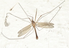 Tipula silvestra