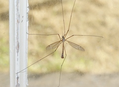 Tipula silvestra