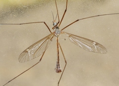 Tipula silvestra