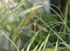 Tipula silvestra