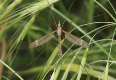 Tipula silvestra