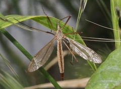 Tipula planicornis