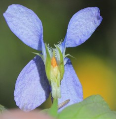 Viola sacchalinensis
