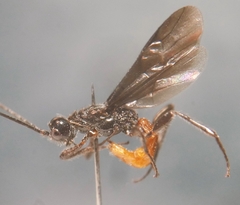 Doryctes leucogaster