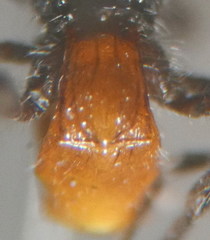 Doryctes leucogaster