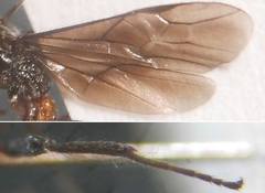 Doryctes leucogaster