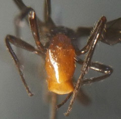 Doryctes leucogaster