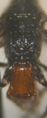 Doryctes leucogaster