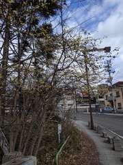 Chimonanthus praecox