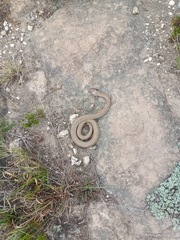 Mastigodryas pulchriceps