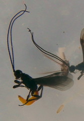 Doryctes leucogaster