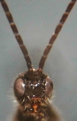 Doryctes leucogaster