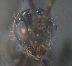 Doryctes leucogaster